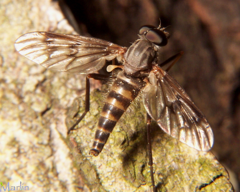 Snipe Fly - Rhagio mystaceus