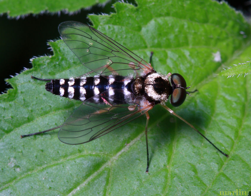 Ornate Snipe Fly Male
