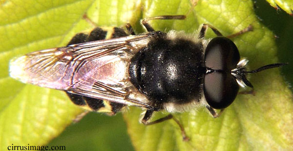 Soldier Fly - Stratiomys barbata