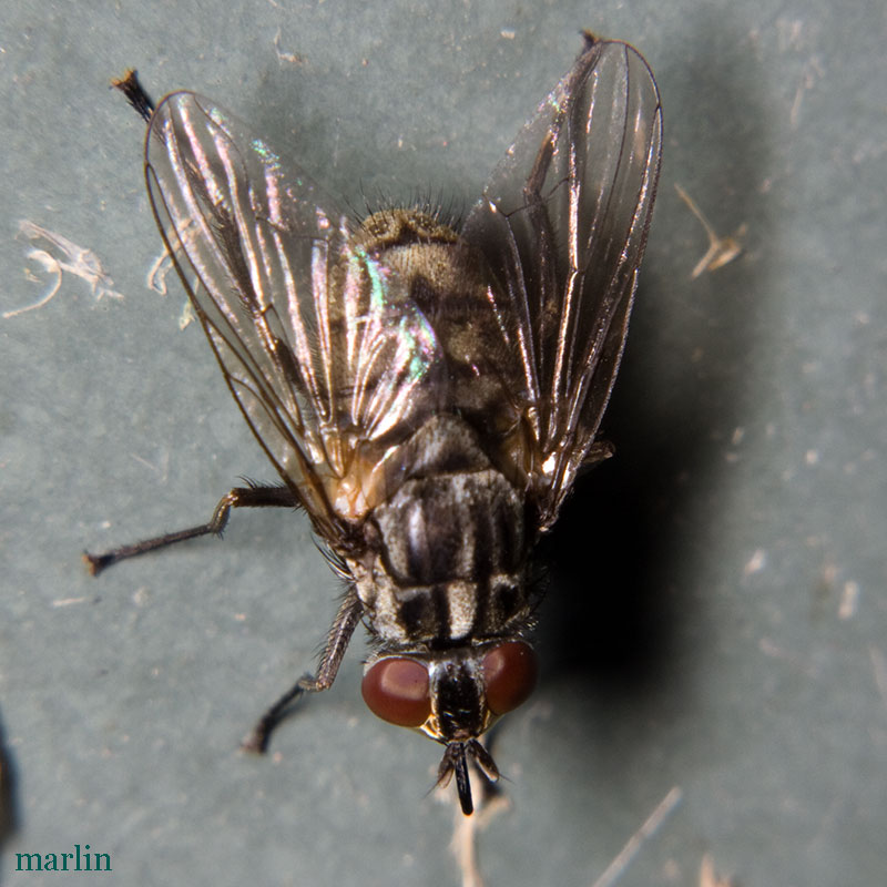 Stable Fly - Stomoxys calcitrans