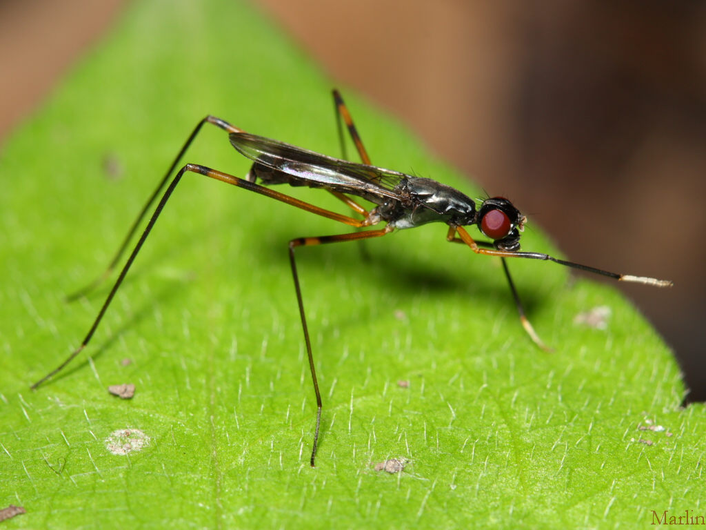 Stilt-Legged Fly - Taeniaptera trivittata