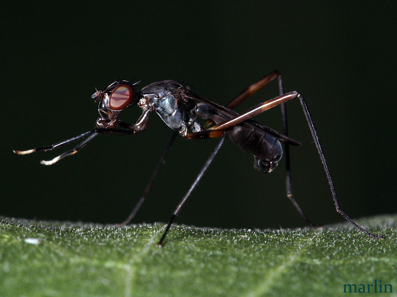 Stilt-Legged Fly - Taeniaptera trivittata