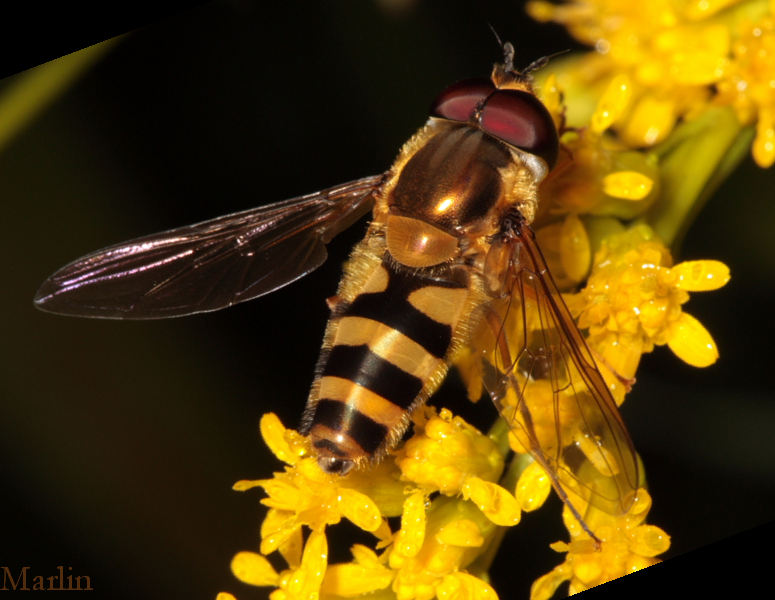 Family Syrphidae