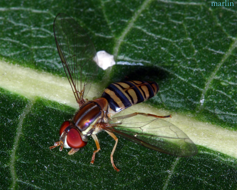Syrphid Fly - Toxomerus politus