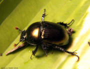 Dung Beetle