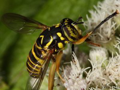 Family Syrphidae