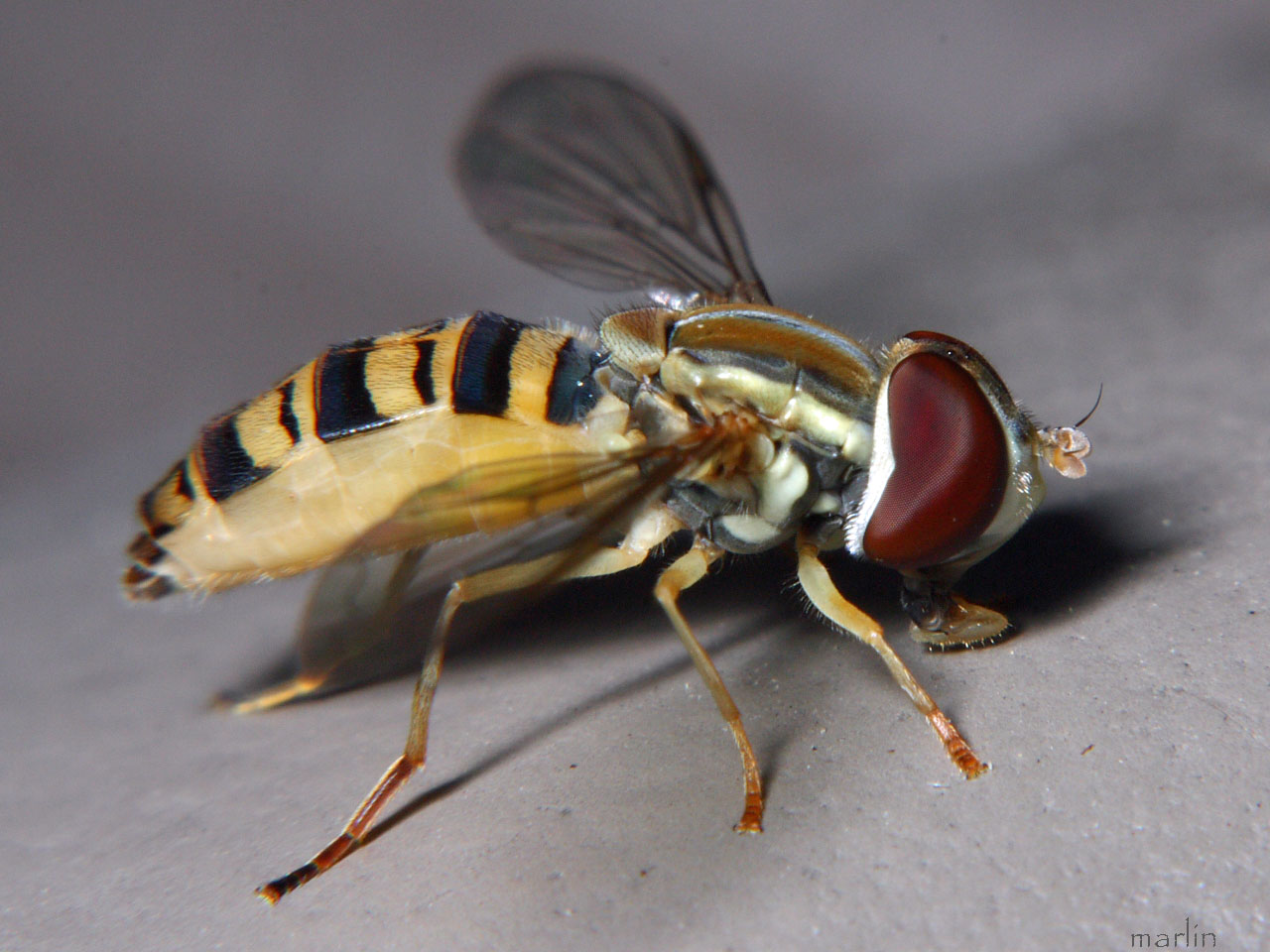 Syrphid Fly Lateral View