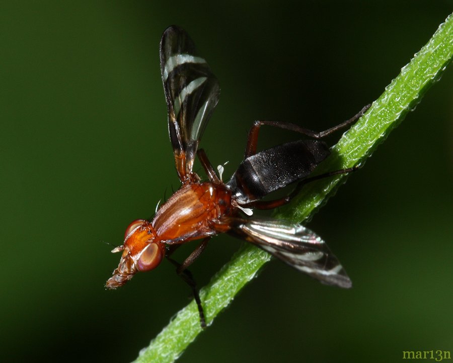 Picture-winged Fly - Tritoxa incurva