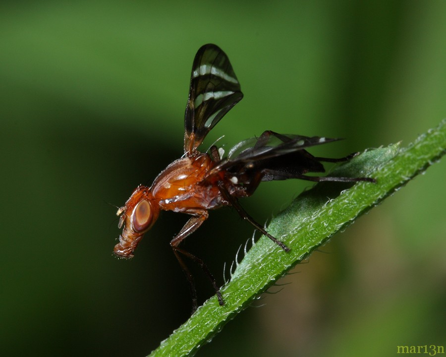 Picture-winged Fly - Tritoxa incurva