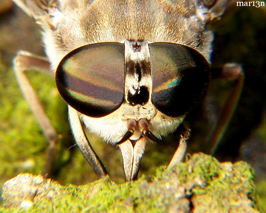 horse fly eyes