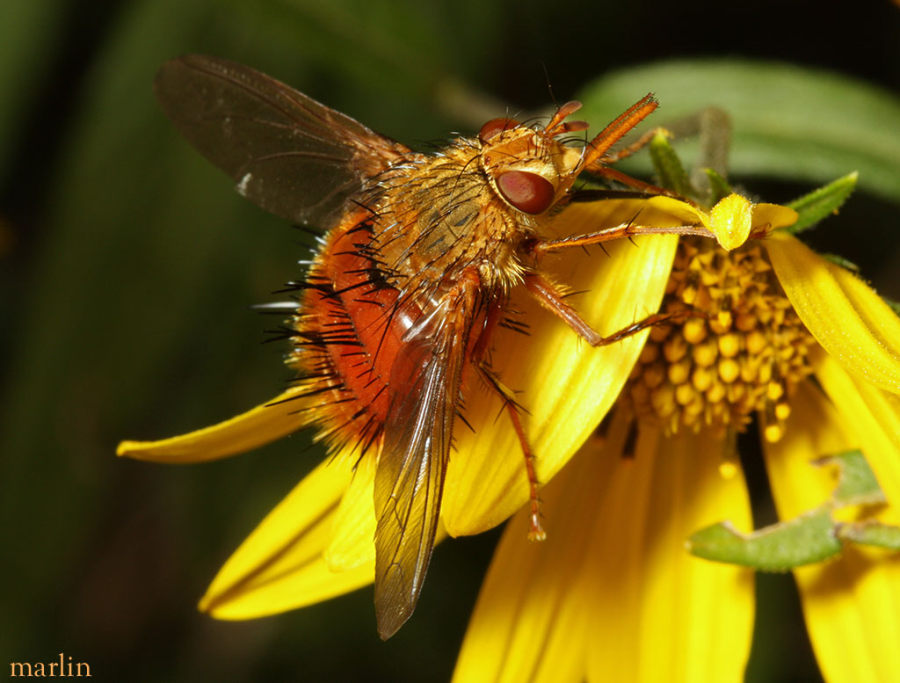 Tachinid Fly -&nbsp;Adejeania vexatrix