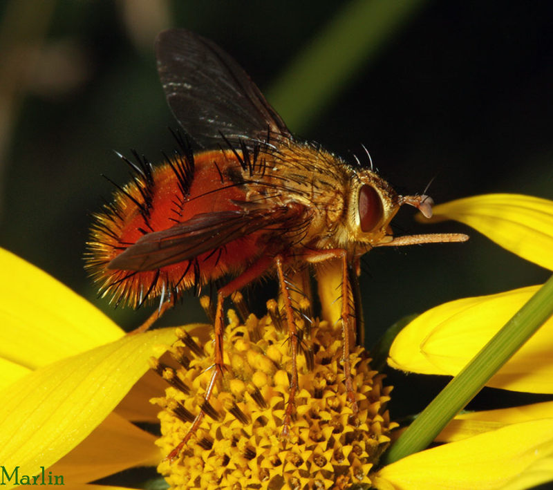 Tachinid Fly -&nbsp;Adejeania vexatrix
