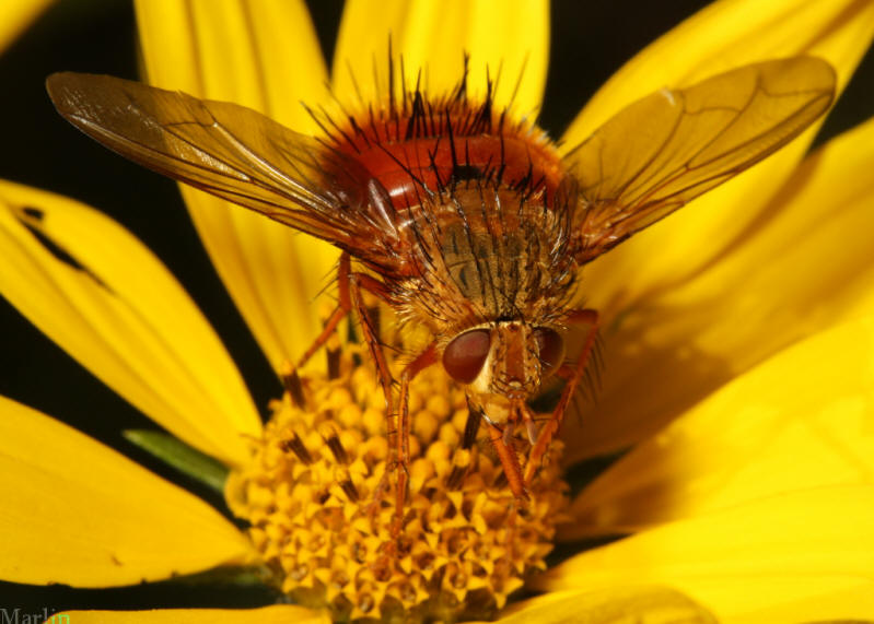 Adejeania vexatrix