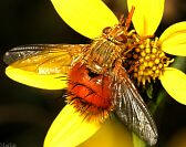 Tachinid Fly -&nbsp;Adejeania vexatrix
