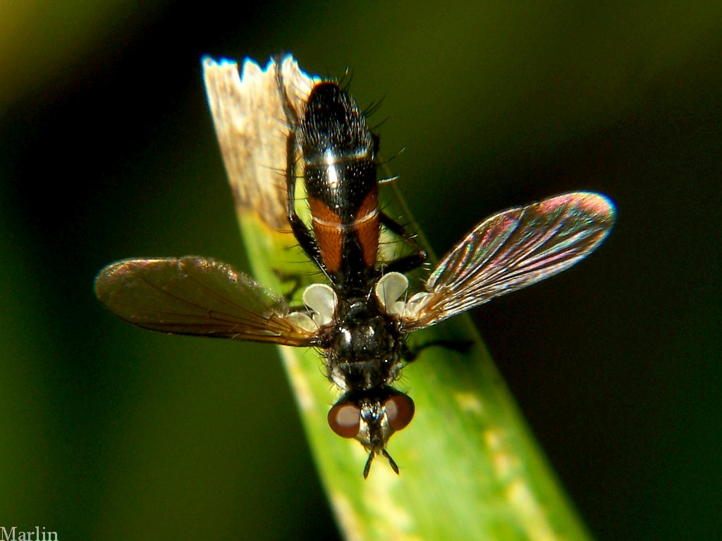 Tachinid Fly