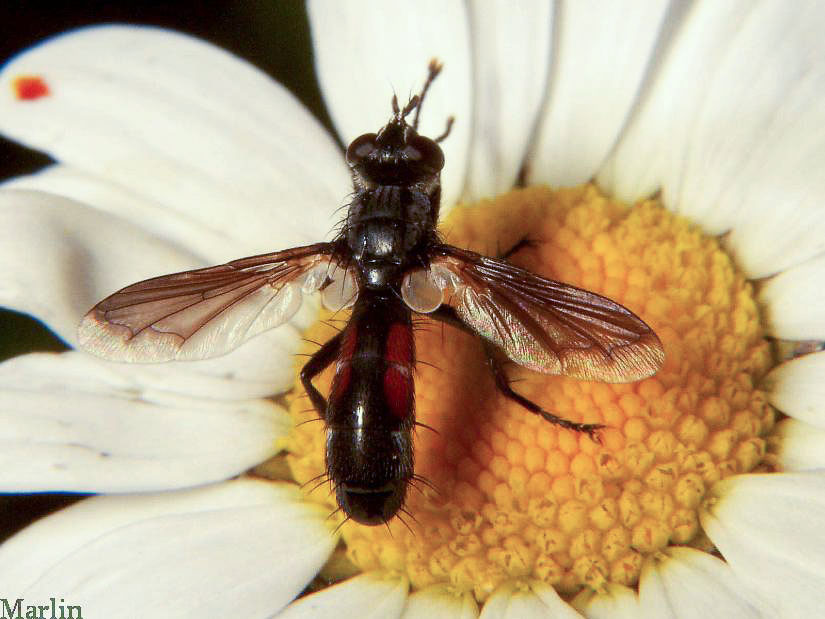 Tachinid Fly - Cylindromyia sp.