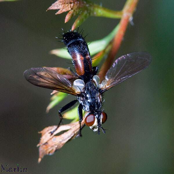 Tachinid Fly - Cylindromyia sp.