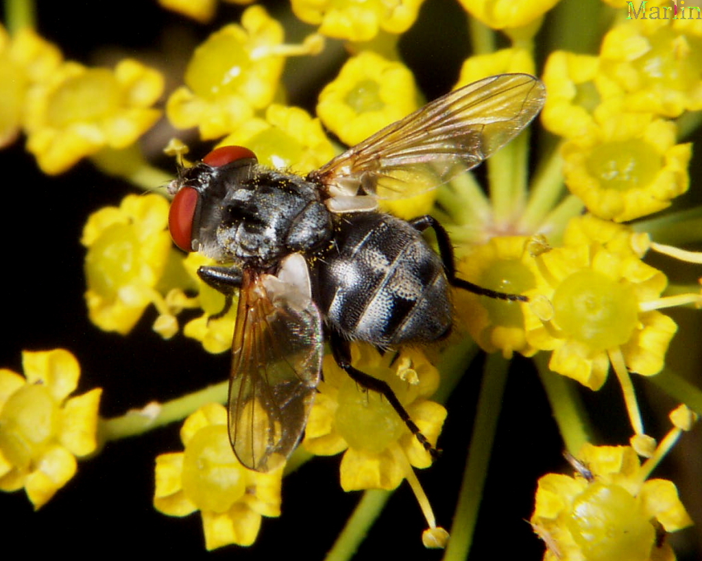 Tachinid Fly - Gymnoclytia sp.