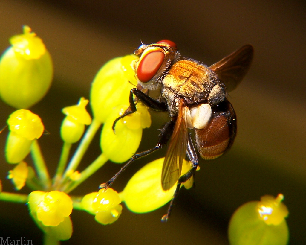 Tachinid Fly - Gymnoclytia sp.