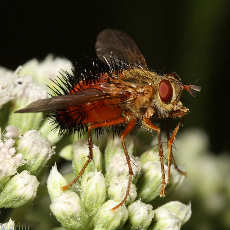 Hystricia abrupta