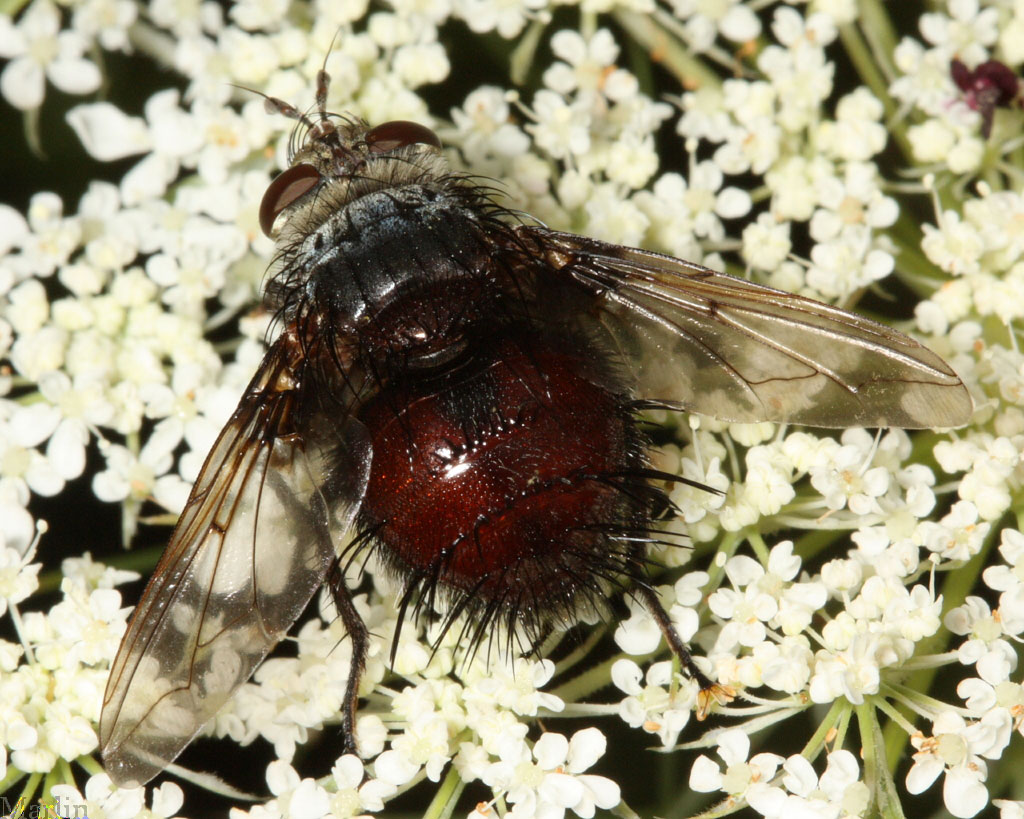 Tachinid Fly - Juriniopsis sp.