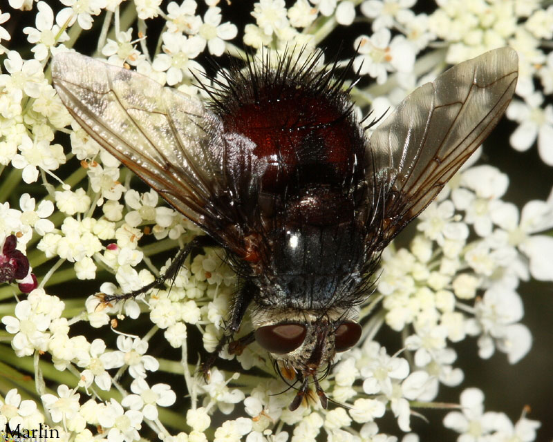 Tachinid Fly - Juriniopsis sp.