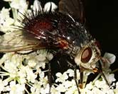 Tachinid Fly
