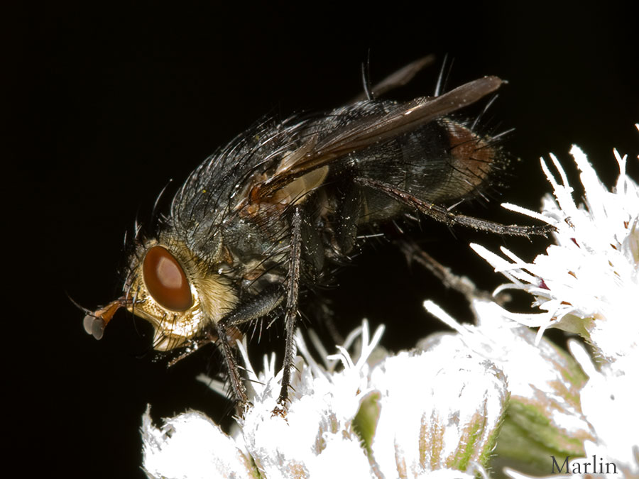 Tachinid Fly - Peleteria sp