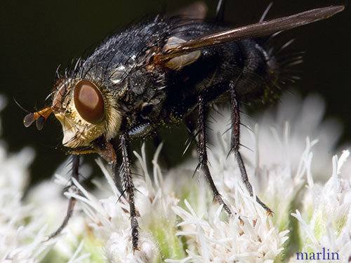 Tachinidae photographed at Spring Cave, Colorado