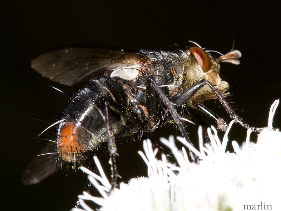 Tachinid Fly - Peleteria sp