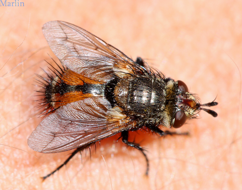 Tachinid Fly - Peleteria sp.