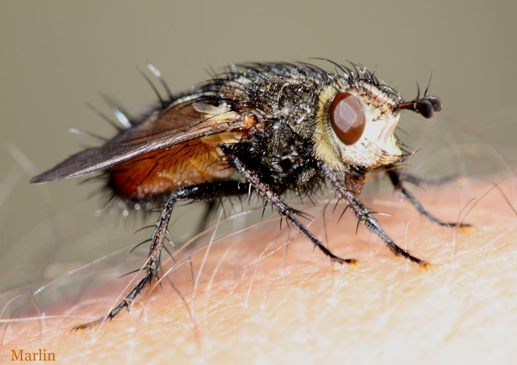 Tachinid Fly - Peleteria sp.