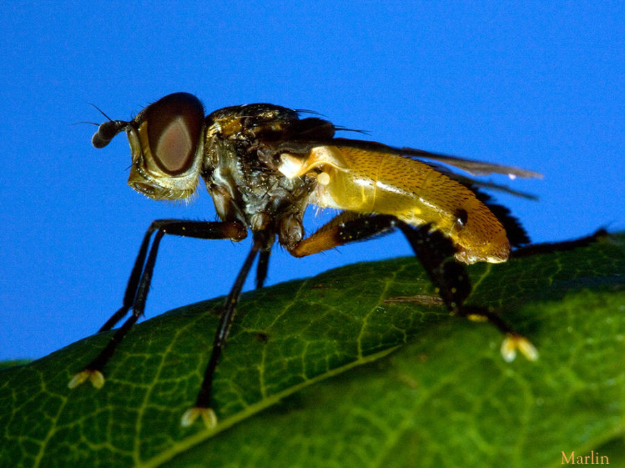 Trichopoda plumipes