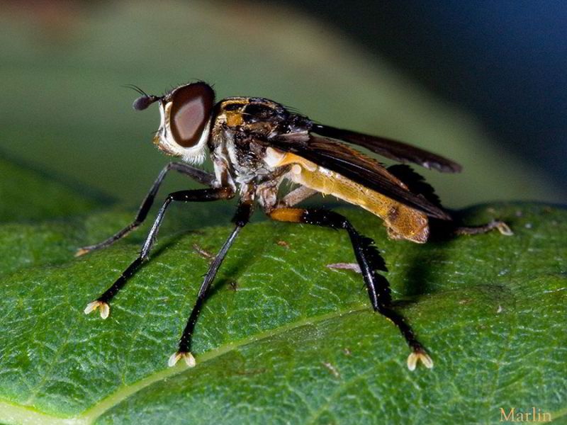Trichopoda pennipes, a flower-loving Tachinid 