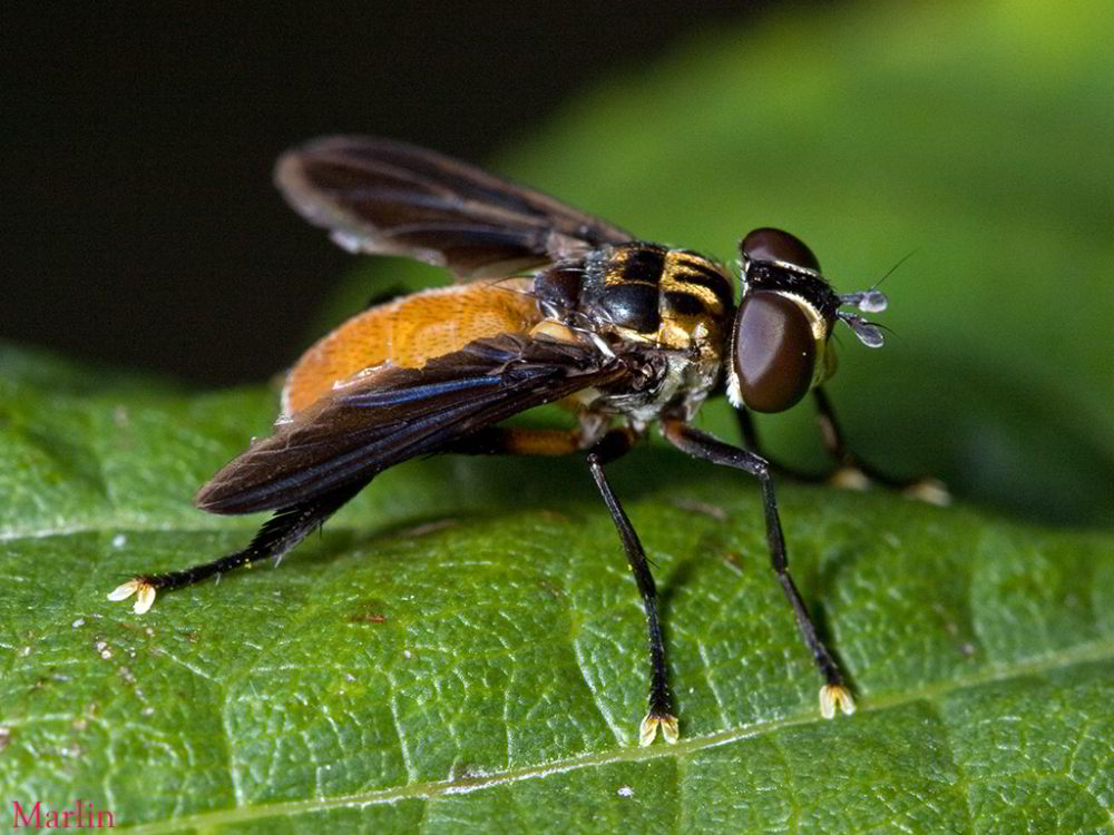Tachinid Fly