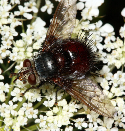 Tachinid Fly - Juriniopsis sp.