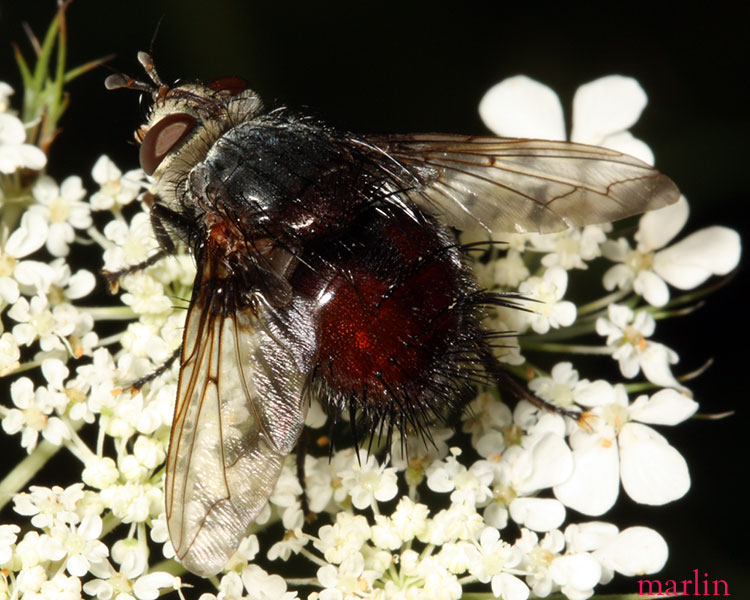 Tachinid Fly - Juriniopsis sp.