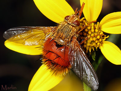 Tachinidae