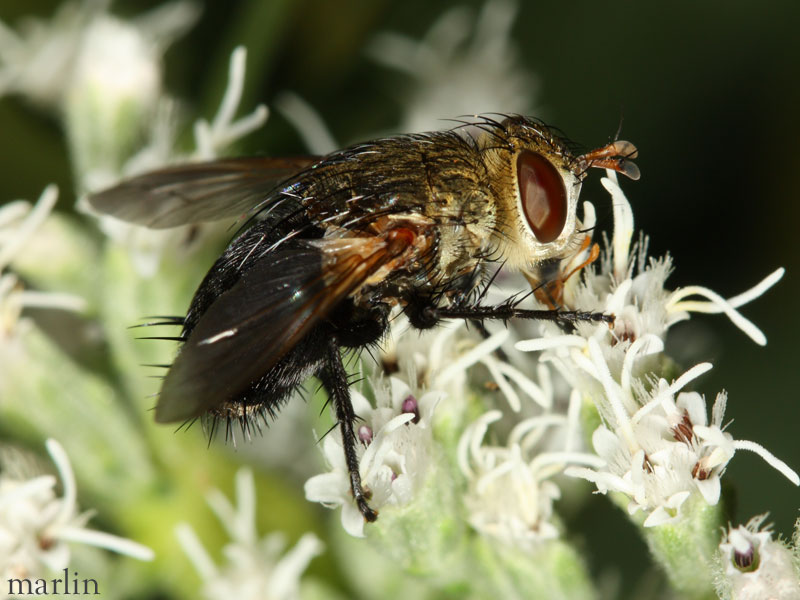 Tachind Fly - Archytas species