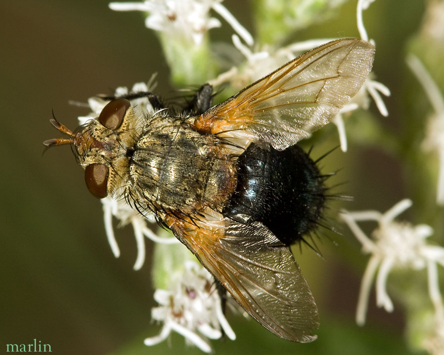 Family Tachinidae