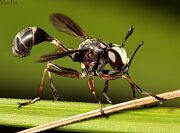 Thick-Headed Fly