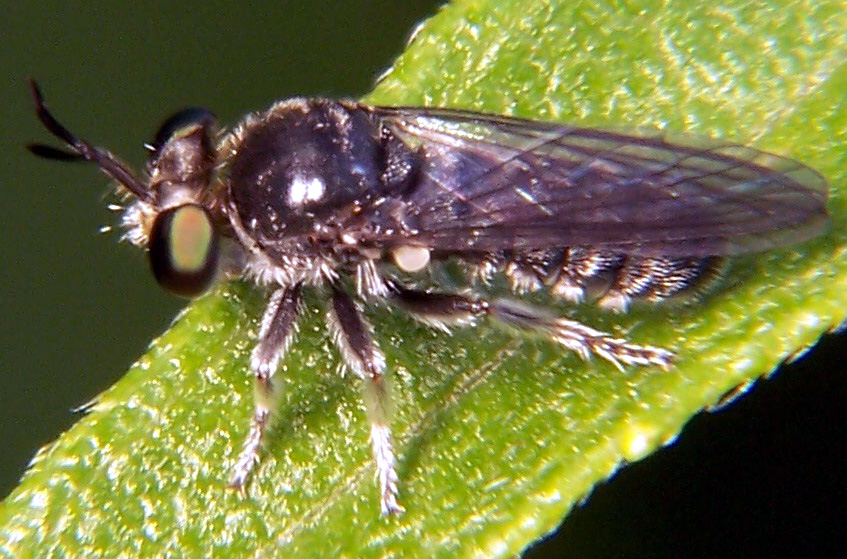 Robber Fly - Cerotainia albipilosa