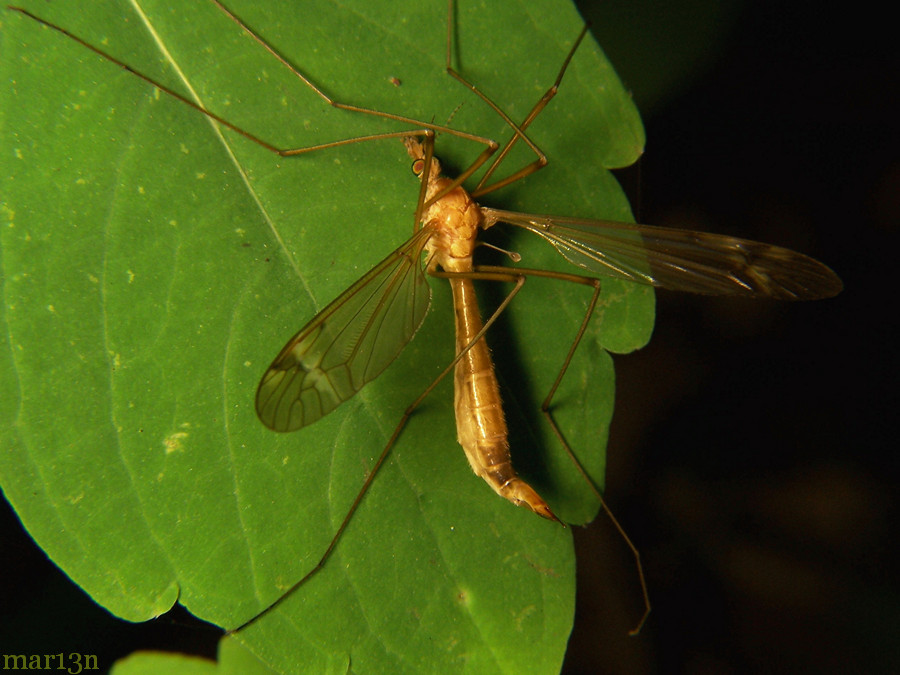 Crane Fly - Tipula (Lunatipula) submaculata or Tipula mallochi
