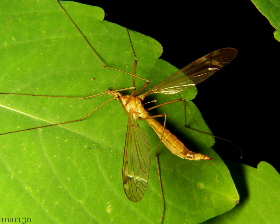 Crane Fly - Tipula (Lunatipula) submaculata or Tipula mallochi