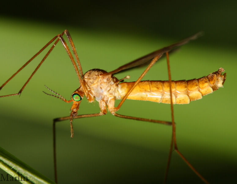 Infraorder Tipulomorpha