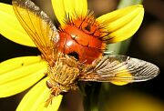 Adejeania vexatrix