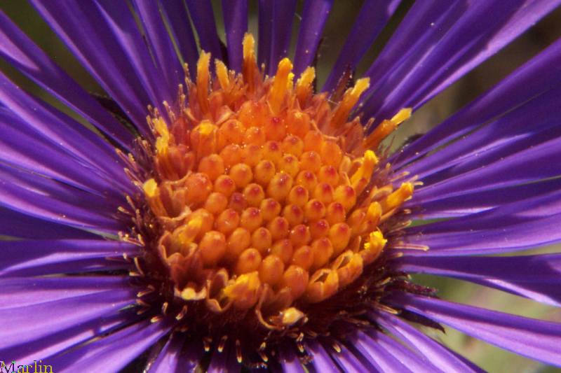 New England Aster
