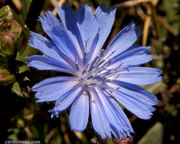 image: Chicory Flower