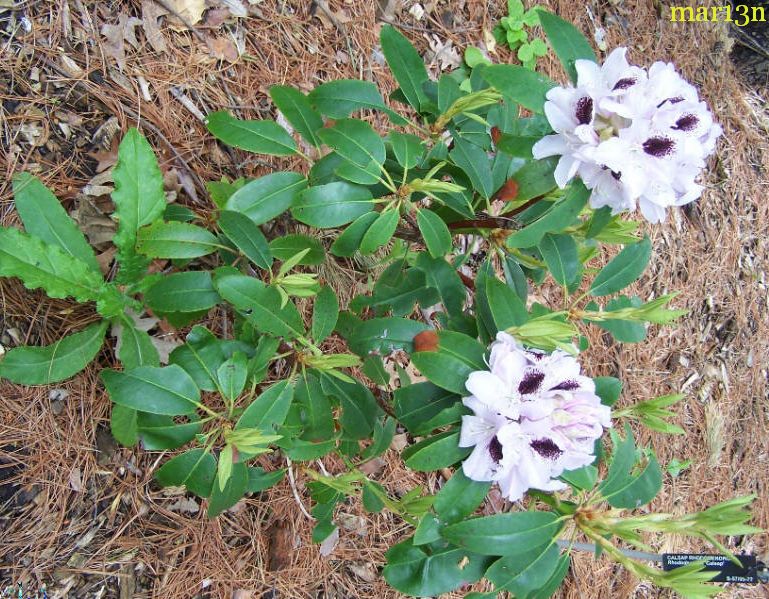 Calsap Rhododendron