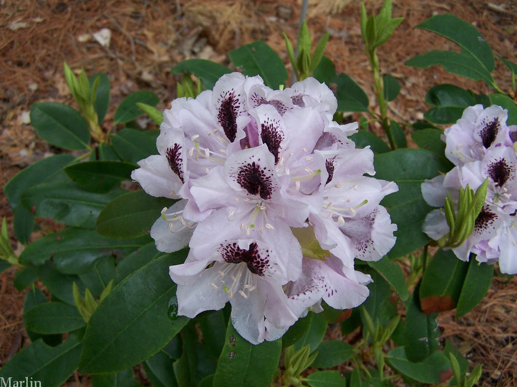 Calsap Rhododendron Calsap Rhododendron